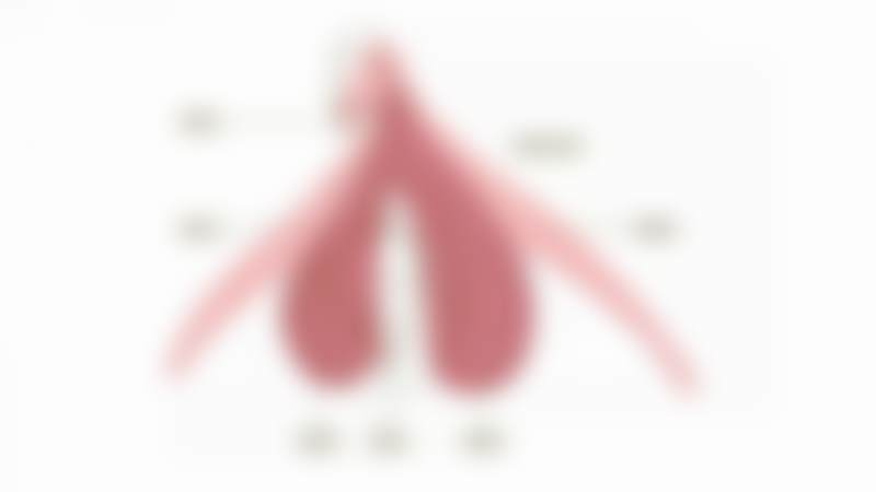 医生资质介绍